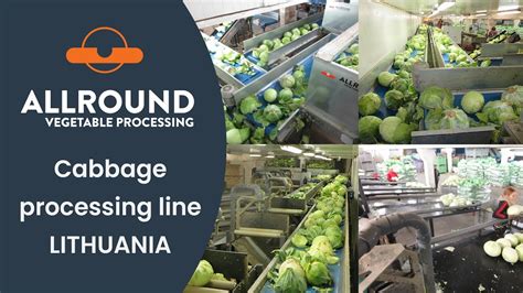 crown cabbage processing line